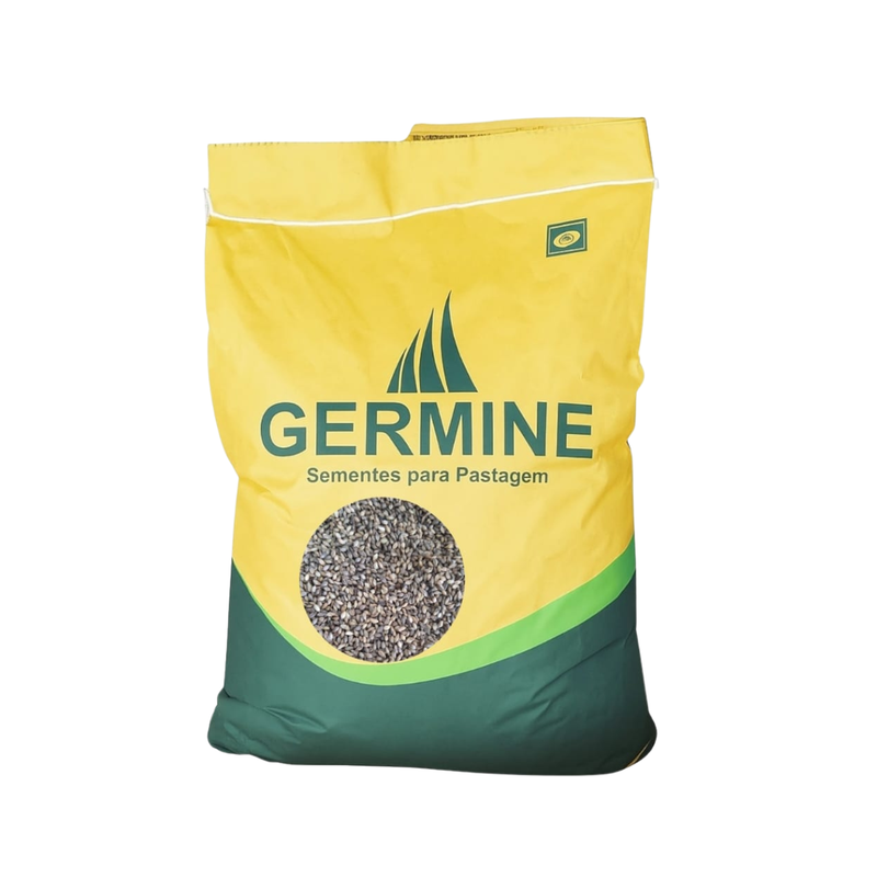 SEMENTES PASTAGEM BRACHIARA BRIZANTHA MARANDU GERMINE 20KG