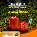 TOMATE HIBRIDO NAGAI AGROCINCO/EMBRAPA 1000 SEMENTES
