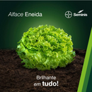 ALFACE CRESPA ENEIDA SEMINIS 25000 SEMENTES