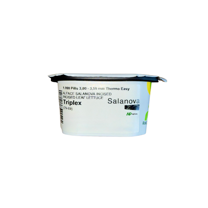 ALFACE CRISPY FRISEE ROXA SALANOVA TRIPLEX RIJK ZWAAN 1000 SEMENTES
