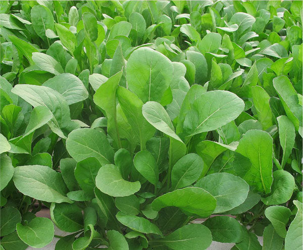 SEMENTES RUCULA VELOSTER TOPSEED PREMIUM 500G