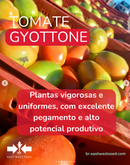 TOMATE SALADETE ITALIANO HIBRIDO GYOTTONE  EWS 1000 SEMENTES