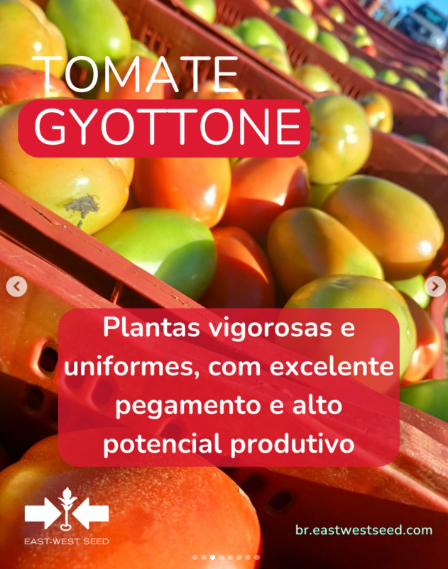 TOMATE SALADETE ITALIANO HIBRIDO GYOTTONE  EWS 1000 SEMENTES