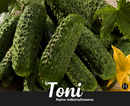 PEPINO HIBRIDO F1 TONI FELTRIN 1000 SEMENTES