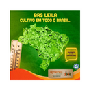 ALFACE CRESPA BRS LEILA AGROCINCO/EMBRAPA 25000 SEMENTES