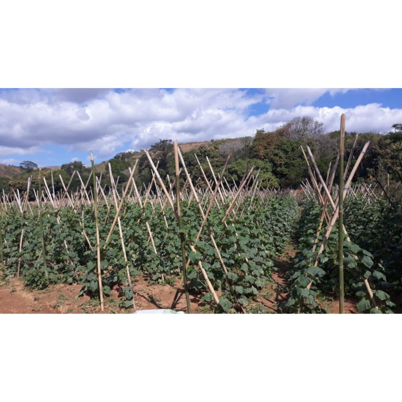 PEPINO HIBRIDO MEDICI AGROCINCO 1000 SEMENTES