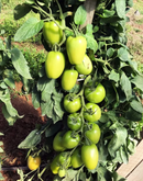 TOMATE HÍBRIDO PLUTÃO BLUESEEDS 1000 SEMENTES