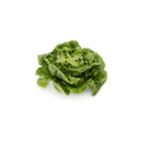 ALFACE MINI ROMANA TUDELA RIJK ZWAAN 1000 SEMENTES