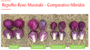 REPOLHO ROXO HIBRIDO MURASAKI HORTICERES 1000 SEMENTES