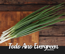 SEMENTES CEBOLINHA TODO ANO EVERGREEN NEBUKA FELTRIN 50G