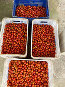 SEM TOMATE GRAPE HIB RED SUGAR  0.5MX - HORTICERES