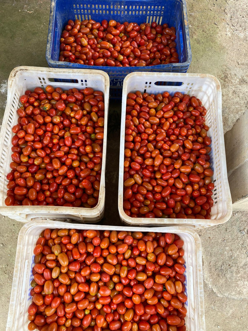 SEM TOMATE GRAPE HIB RED SUGAR  0.5MX - HORTICERES