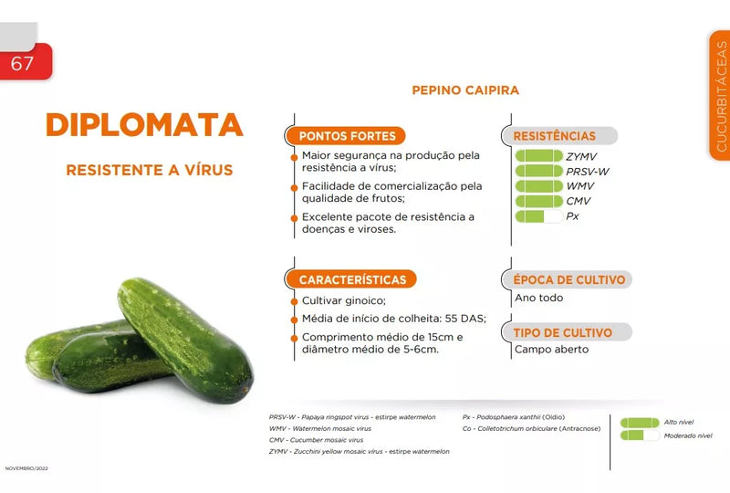 PEPINO HÍBRIDO CAIPIRA DIPLOMATA SAKATA 3000 SEMENTES