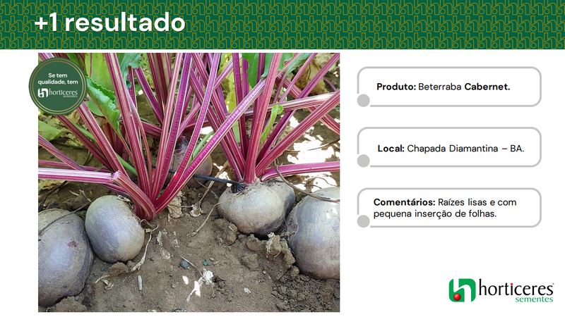 BETERRABA HIBRIDA CABERNET HORTICERES 25000 SEMENTES