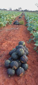 ABÓBORA HÍBRIDA CABOTIA TAKADA CERTA BLUESEEDS 2000 SEMENTES