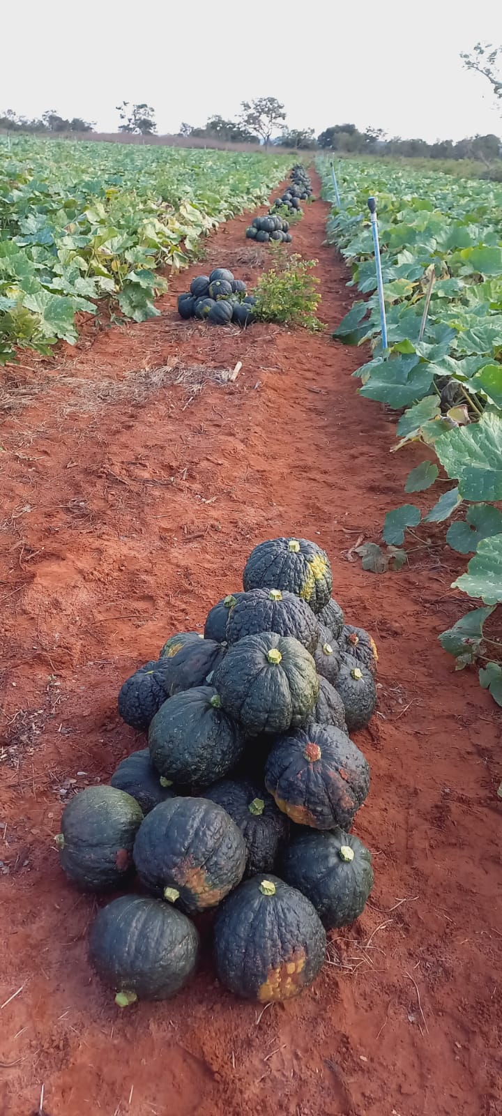 ABÓBORA HÍBRIDA CABOTIA TAKADA CERTA BLUESEEDS 2000 SEMENTES