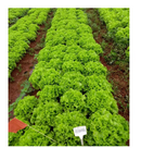 ALFACE CRESPA RENATA EWS 25000 SEMENTES