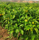 SEMENTES PIMENTA DE CHEIRO DO NORTE HORTICERES 50G