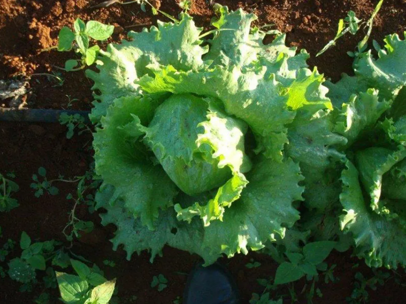 ALFACE AMERICANA EVELY EAST WEST SEED 3000 SEMENTES