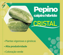 SEMENTES PEPINO HIBRIDO CRISTAL 100G
