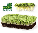 SEMENTES MICROVERDE MOSTARDA TOPSEED 500G