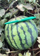 MELANCIA TIGRINHO 1F TIGER BABY RIJK ZWAAN 1000 SEMENTES