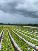 MULCHSTAKE ESTACA P/ FIXAÇÃO MULCHING 2500UN