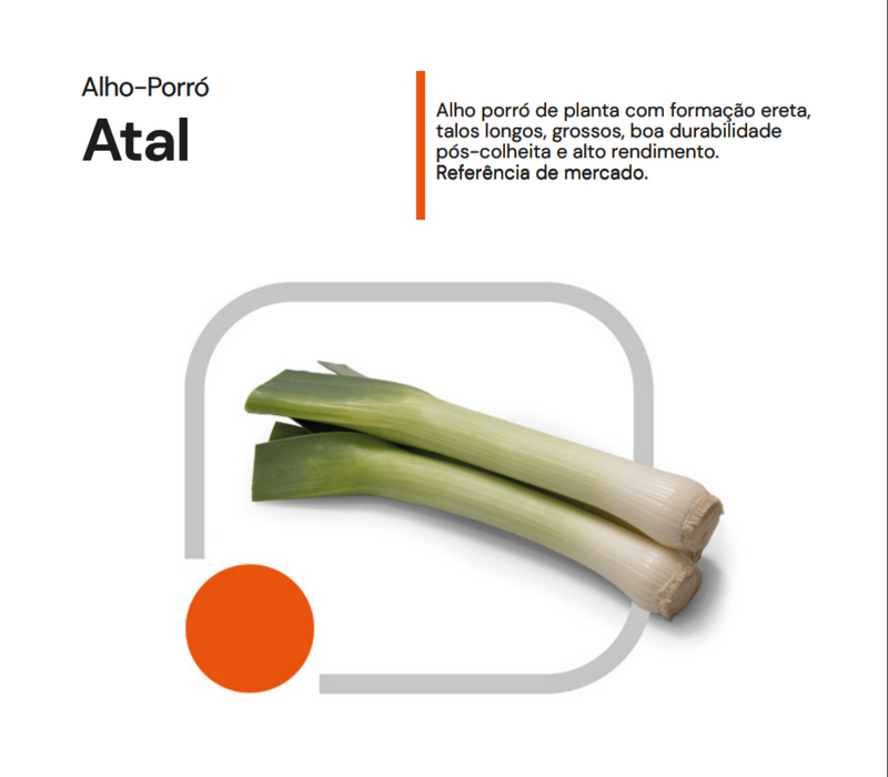 SEMENTES ALHO PORRO HIBRIDO ATAL HORTICERES 100G