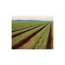 SEMENTES CENOURA BRS PLANALTO AGROCINCO/EMBRAPA 500G