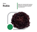 ALFACE CRESPA ROXA RUBIA HORTICERES 5000 SEMENTES