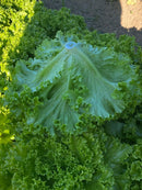 ALFACE CROCANTE BS CROC0163 BLUESEEDS 7500 SEMENTES