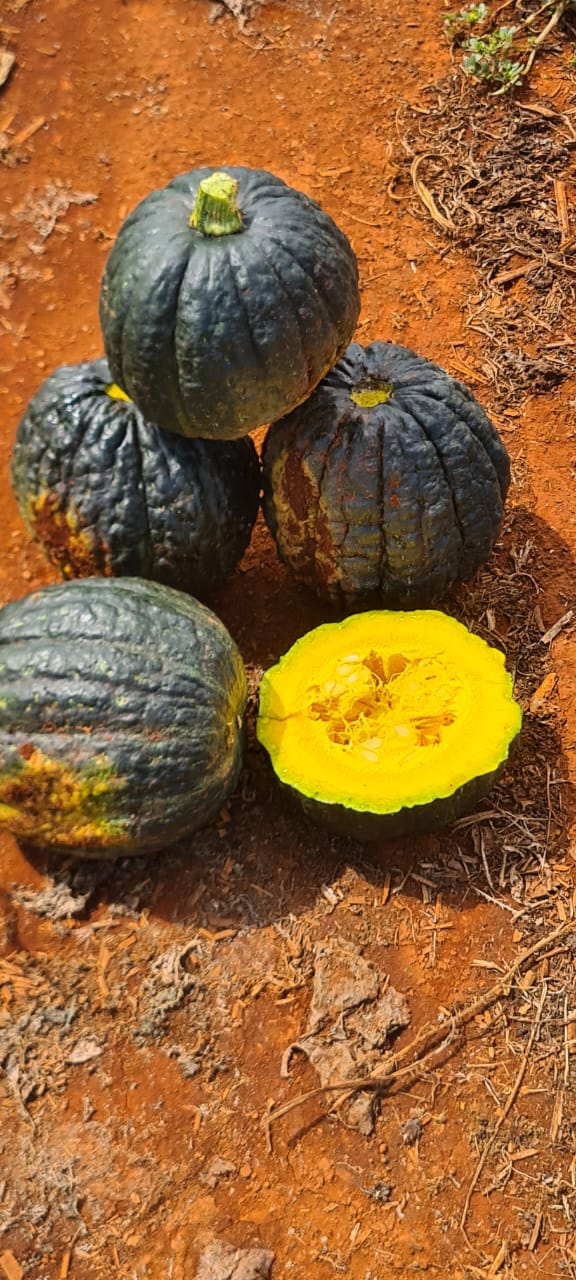 ABÓBORA HÍBRIDA CABOTIA TAKADA CERTA BLUESEEDS 2000 SEMENTES