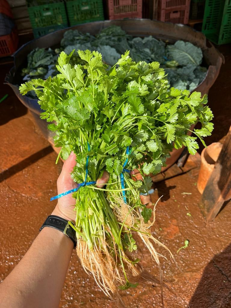 SEMENTES COENTRO COIMBRA TOPSEED PREMIUM 500G