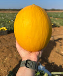 MELAO HIBRIDO CANARINHO HORTICERES 1000 SEMENTES