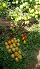 TOMATE HÍBRIDO BS DI0083 BLUESEEDS 1000 SEMENTES