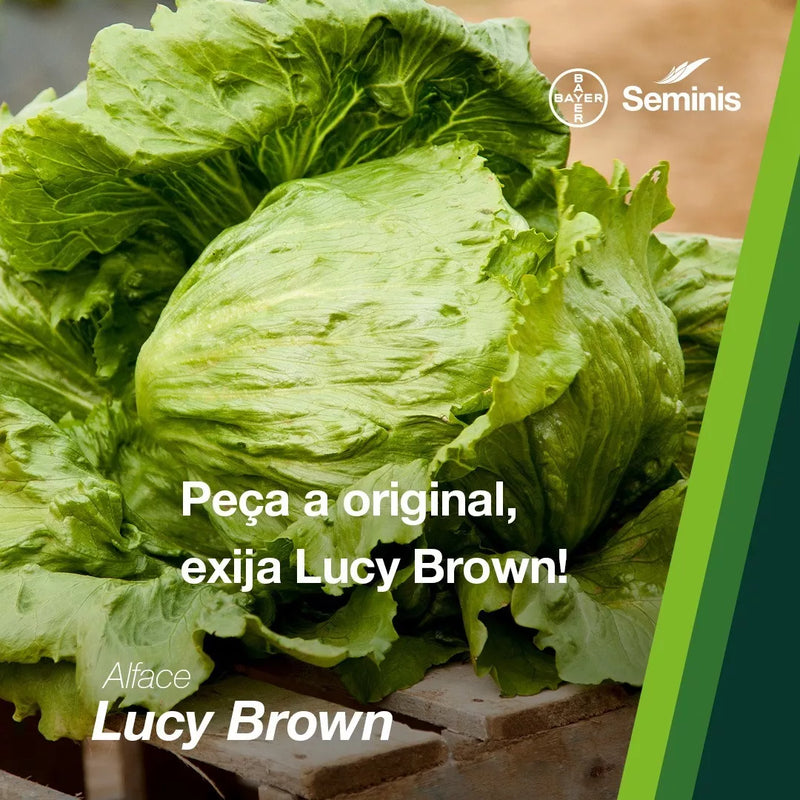 ALFACE AMERICANA LUCYBROWN SEMINIS 5000 SEMENTES