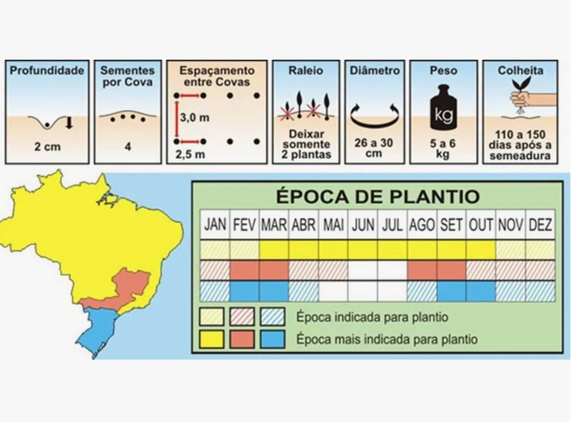 SEMENTES ABOBORA MORANGA EXPOSIÇAO 250G TOPSEED