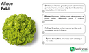 ALFACE CRESPA FABI HORTICERES 5000 SEMENTES
