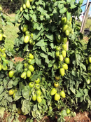 TOMATE HÍBRIDO PLUTÃO BLUESEEDS 1000 SEMENTES