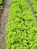 ALFACE CRESPA BS AC0068 BLUESEEDS 25000 SEMENTES