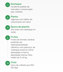 SEMENTES ABOBORA SERGIPANA MARANHAO HORTICERES 100G