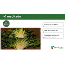 CHICORIA ESCAROLA LISA MELISSA HORTICERES 5000 SEMENTES