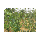 MARACUJA HIBRIDO GIGANTE AMARELO AGROCINCO/EMBRAPA 1000 SEMENTES