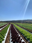 MULCHSTAKE ESTACA P/ FIXAÇÃO MULCHING 2500UN