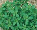 SEMENTES MANJERICAO FOLHA FILHA TOPSEED 50G