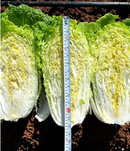 COUVE-CHINESA HÍBRIDA PARADISE BLUESEEDS 2500 SEMENTES