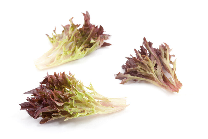 ALFACE CRISPY FRISEE ROXA SALANOVA TRIPLEX RIJK ZWAAN 1000 SEMENTES