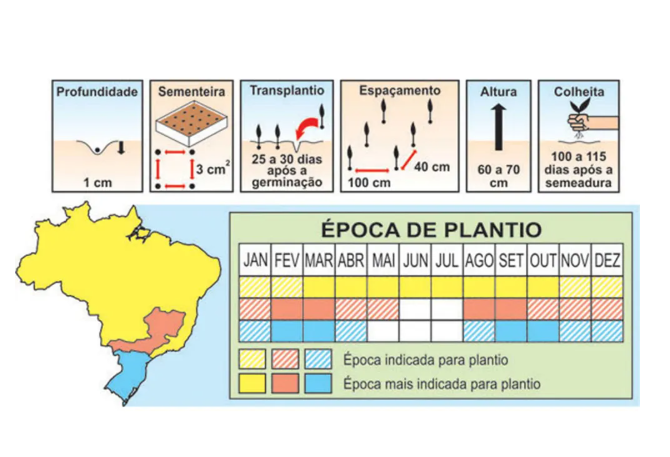 SEMENTES PIMENTAO CASCADURA IKEDA TOPSEED 50G