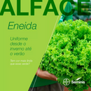 ALFACE CRESPA ENEIDA SEMINIS 25000 SEMENTES