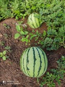 MELANCIA HIBRIDA TIGER TAINAN AGROCINCO 500 SEMENTES